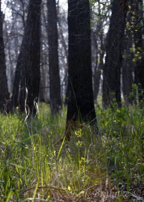 Scenery in the woods