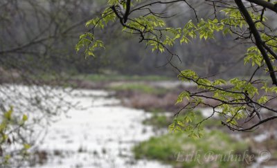 Sunlit wetland