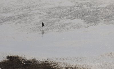 Bald Eagle with a food (photographed from the bluff tops)