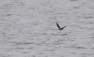 Northern Rough-winged Swallow