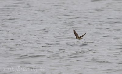 Northern Rough-winged Swallow