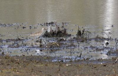 Pectoral Sandpiper