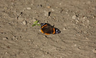 Red Admiral