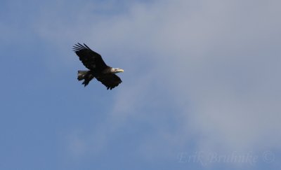 Bald Eagle with a duck