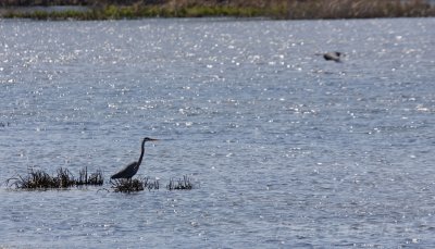 Great Blue Herons