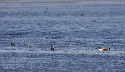 Northern Shoveler and Tree Swallows