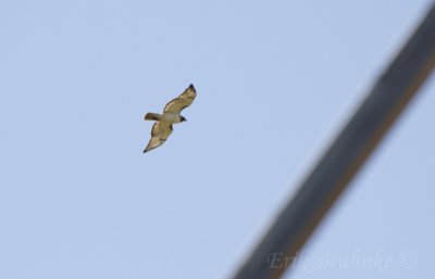 Red-tailed Hawk (a very pale-bellied one)