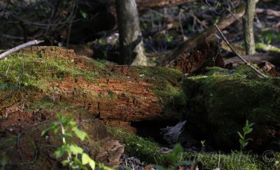 Mosses, thriving on a beautiful, rotting log