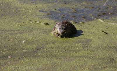 Muskrat enjoying itself