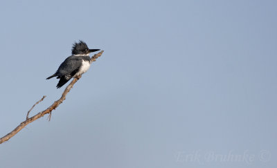Belted Kingfisher