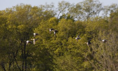 Blue-winged Teal and Northern Shoveler flying by