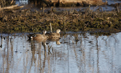 Blue-winged Teal pair