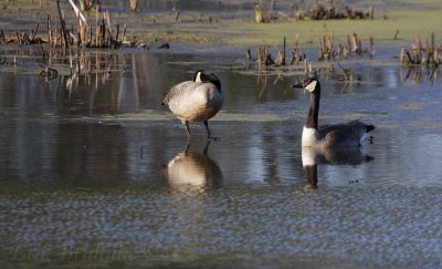 Canada Goose pair