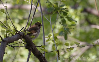 Hermit Thrush