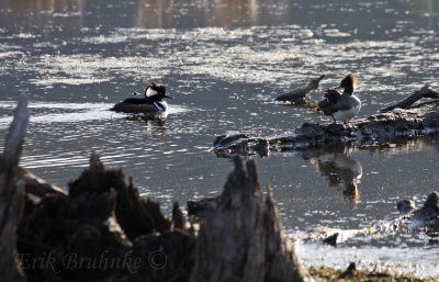 Hooded Merganser Pair