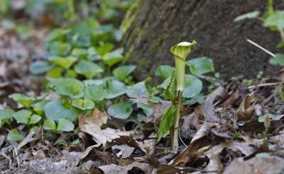 Jack-in-the-Pulpit