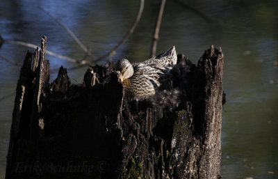 Mallard, sitting on her nest