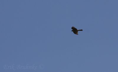 Sharp-shinned Hawk, migrating over the bluffs in the early morning