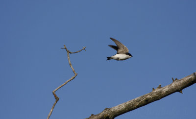 Tree Swallow taking off