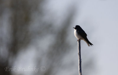 Tree Swallow, deep in thought