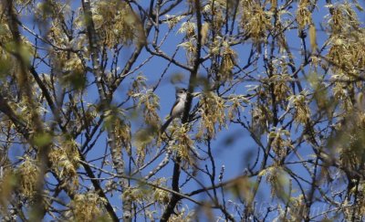 Tufted Titmouse