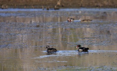 Pairs of Wood Ducks