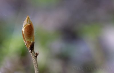 Bud... spring is in the air