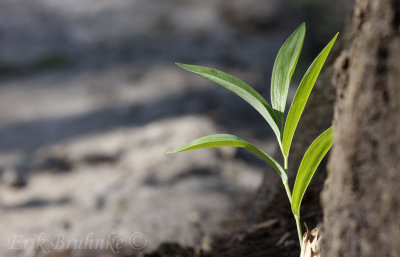 False Solomon's Seal... one of my favorite plants