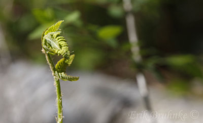 Fern, slowly opening up