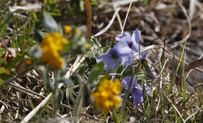 Flowers, growing on the wind-swept bluff tops