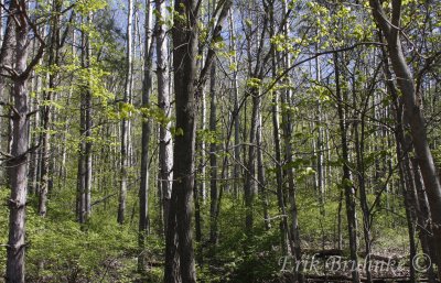 Habitat in the Hixon Forest