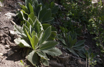 Lamb's Ears