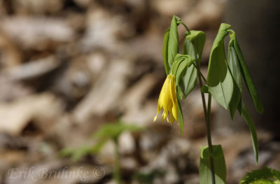 Bell Flower