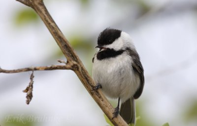 Black-capped Chickadee, letting us know he/she is nesting nearby!