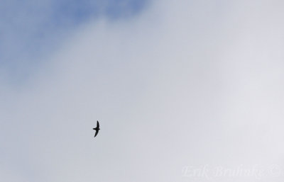 Chimney Swift... my first of the year!