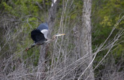 Great Blue Heron