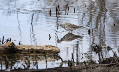 Greater Yellowlegs