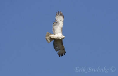 Krider's Red-tailed Hawk