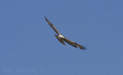 Krider's Red-tailed Hawk