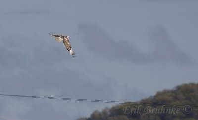 Krider's Red-tailed Hawk