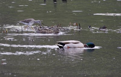 Greater Yellowlegs, hen Blue-winged Teal, drake Mallard