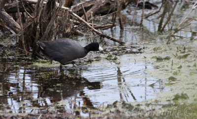 American Coot, showing off its lobed feet!