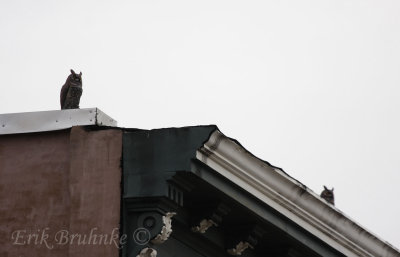 Plastic Great Horned Owls keep watch over La Crosse