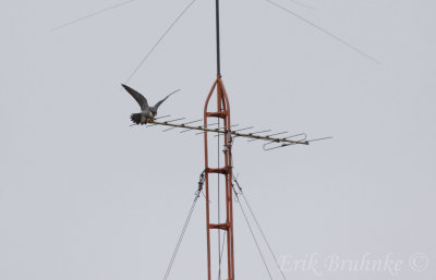 Adult male Peregrine Falcon, stretching the wings