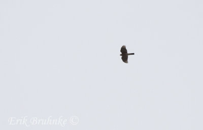 Sharp-shinned Hawk, migrating over downtown La Crosse! Photographed from the top of a parking garage.