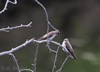 Tree Swallow females, chatting about the attractive, blue-backed males flying around