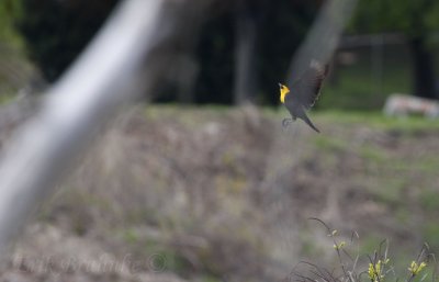 Yellow-headed Blackbird