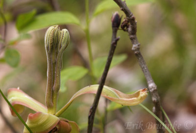 Spring growth