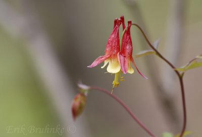 Columbine