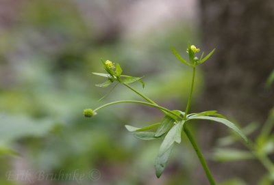 Little yellow beauties